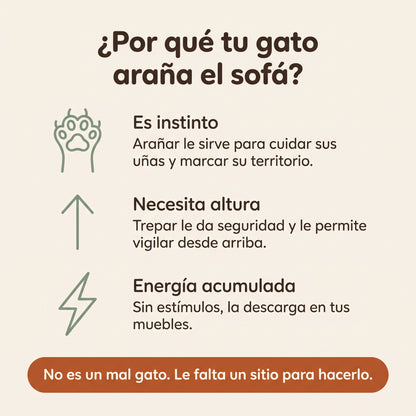 Por qué tu gato araña el sofá: instinto, necesidad de altura y energía acumulada